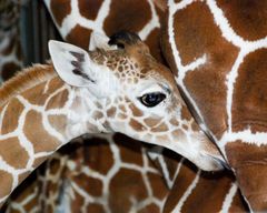 Zu Besuch bei den Giraffen