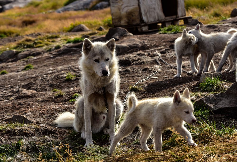 Zu Besuch bei den Hunden.                ..DSC_2035