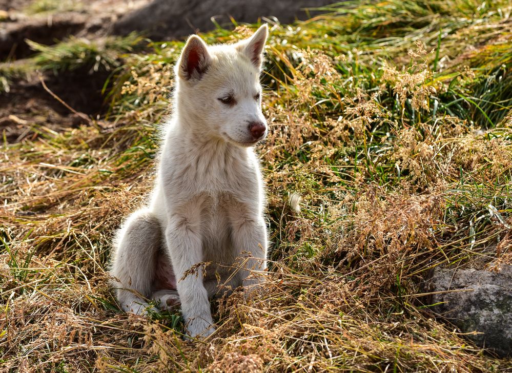 Zu Besuch bei den Hunden.         .DSC_2039