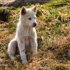 Zu Besuch bei den Hunden.         .DSC_2039