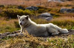 Zu Besuch bei den Hunden......................DSC_2034