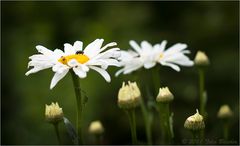 Zu Besuch bei den Margeriten