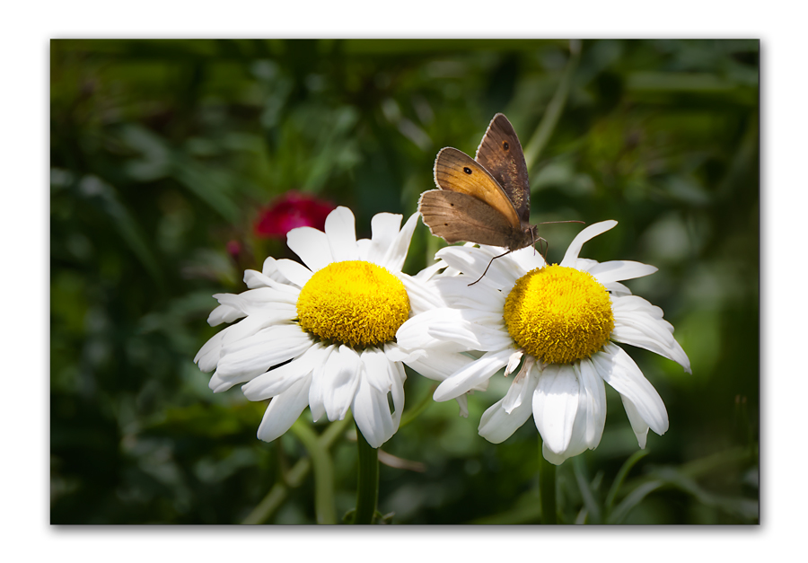 zu Besuch bei den Margeriten