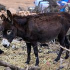 Zu Besuch bei den Nomaden 08