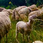 Zu Besuch bei den Schafen