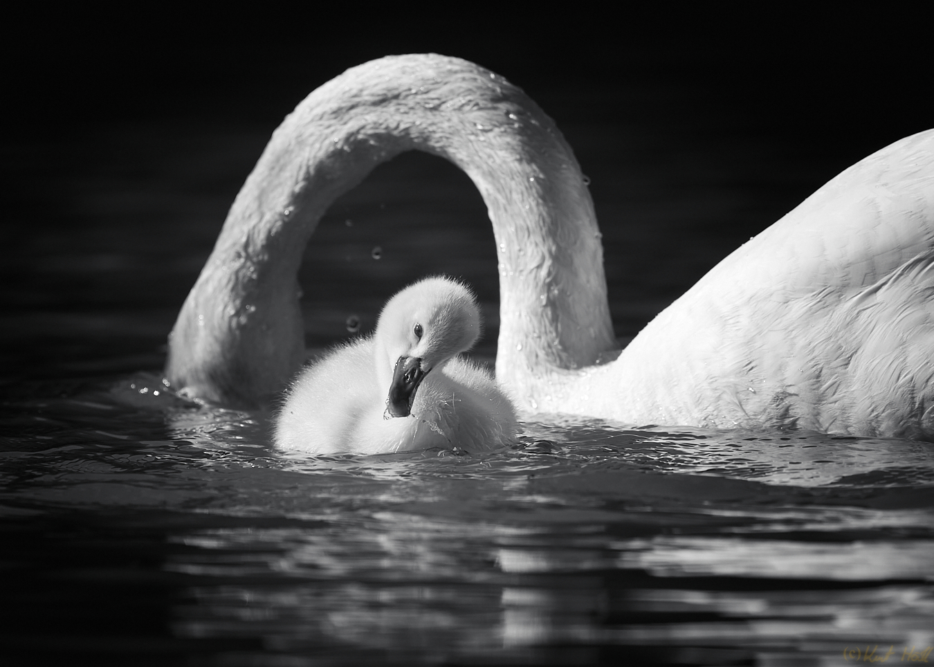 Zu Besuch bei den Schwan's -1-