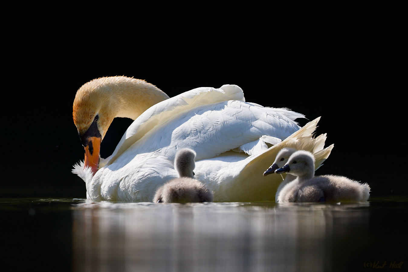 Zu Besuch bei den Schwan's -2-