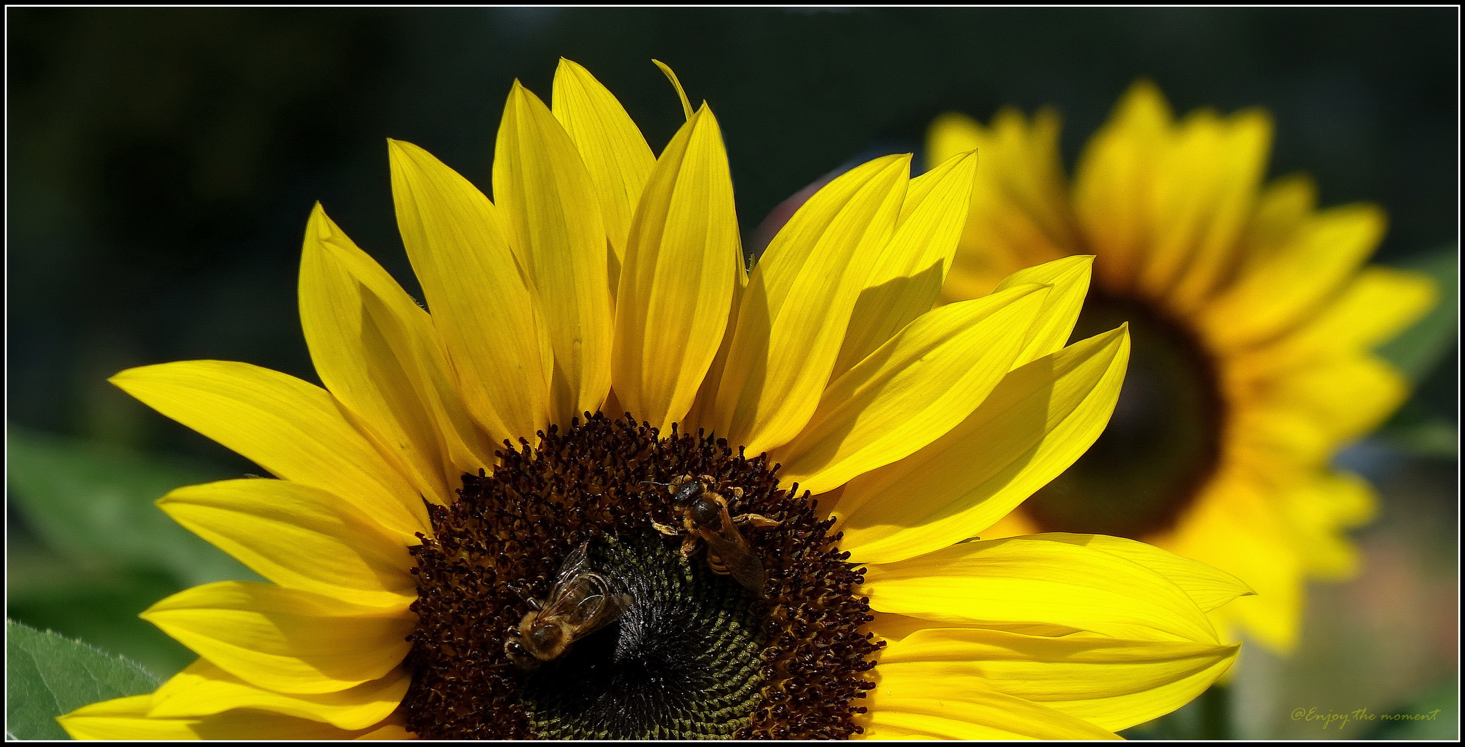              Zu Besuch bei den Sonnenblumen