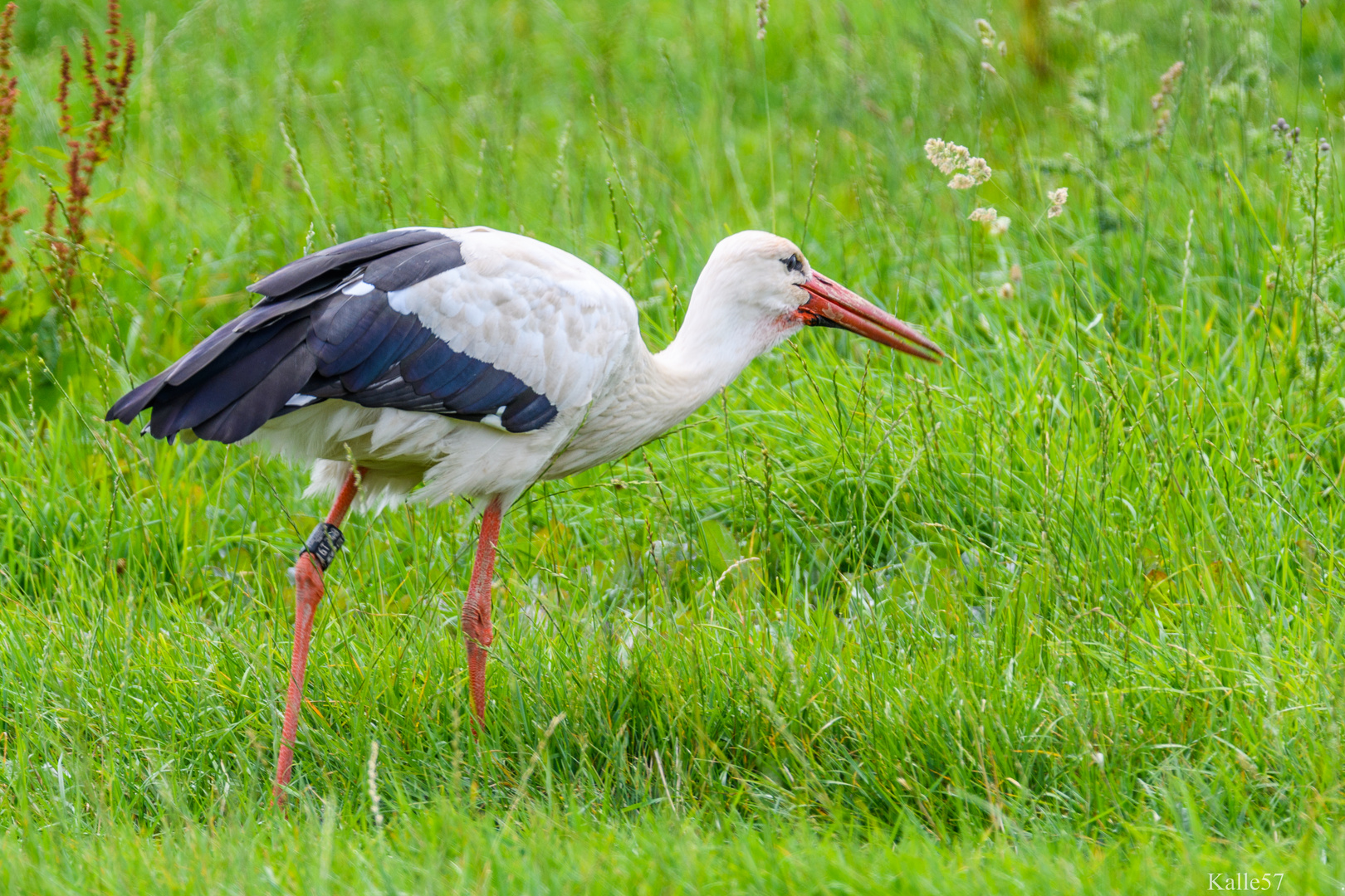 zu Besuch bei den Störchen