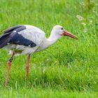 zu Besuch bei den Störchen