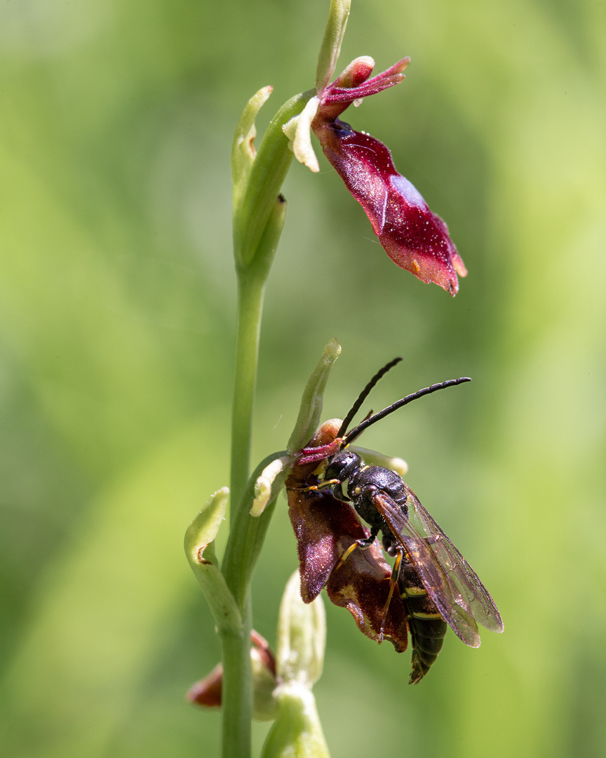 Zu Besuch bei der Fliege