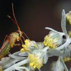 Zu Besuch bei der "grünen Fee" - florales 19