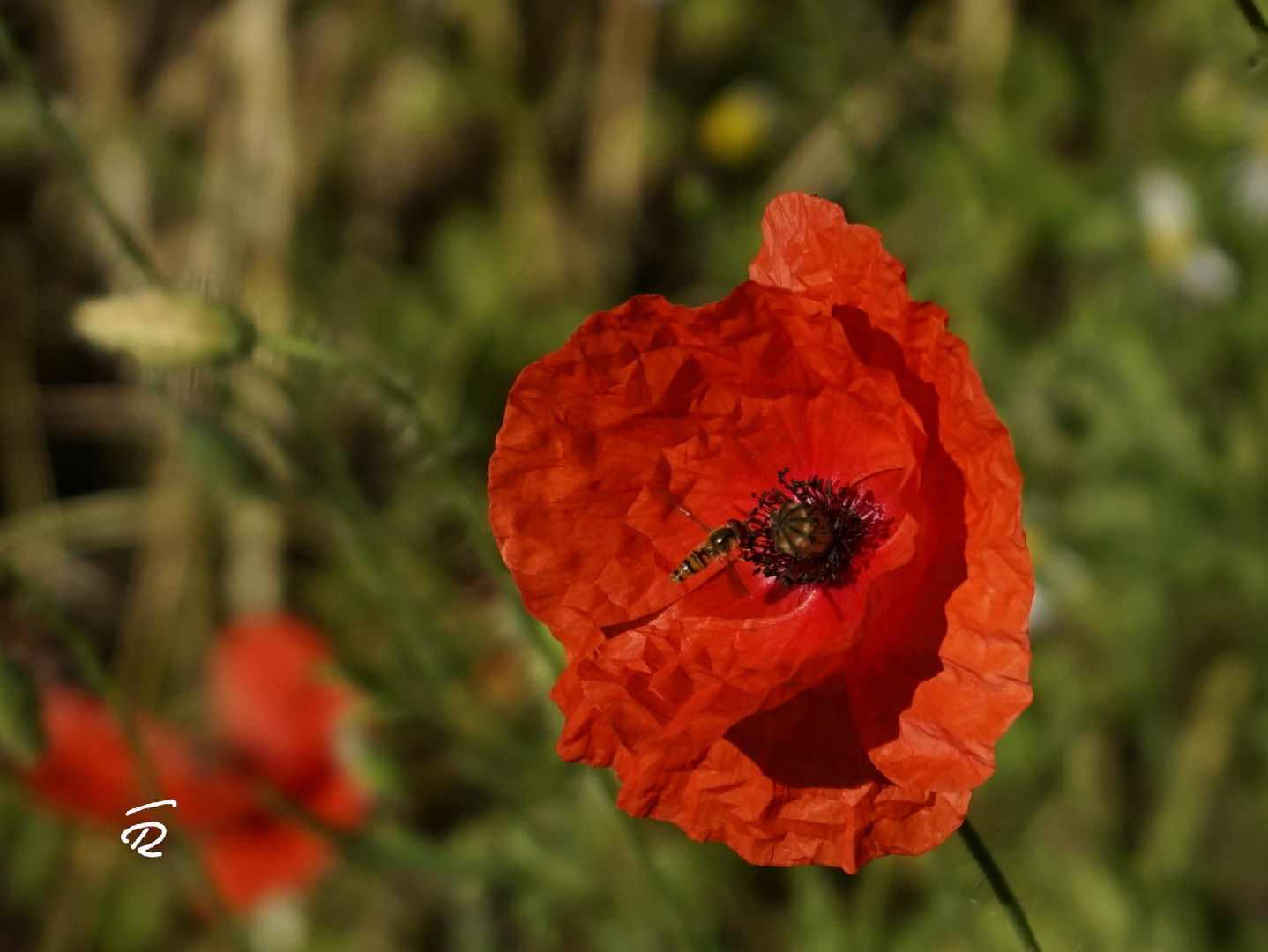 Zu Besuch bei der Mohnblume .