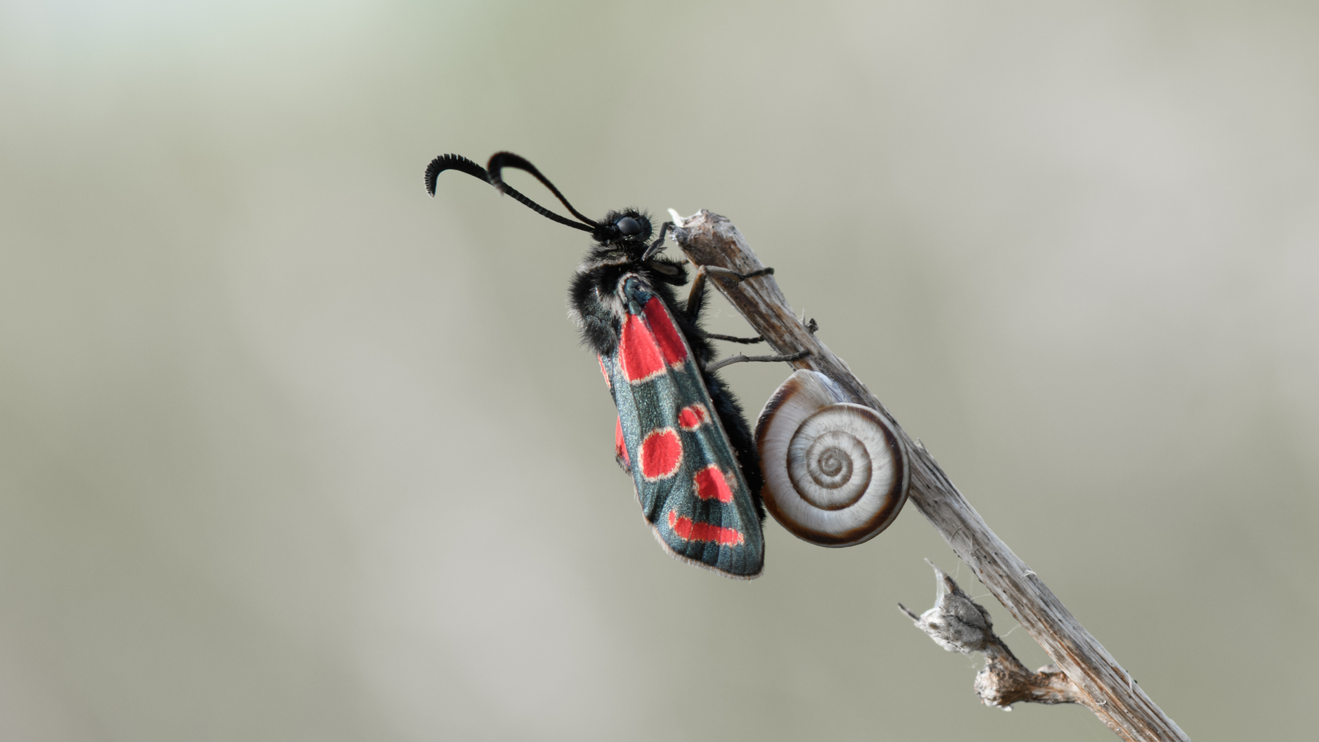 Zu Besuch bei der Schnecke.