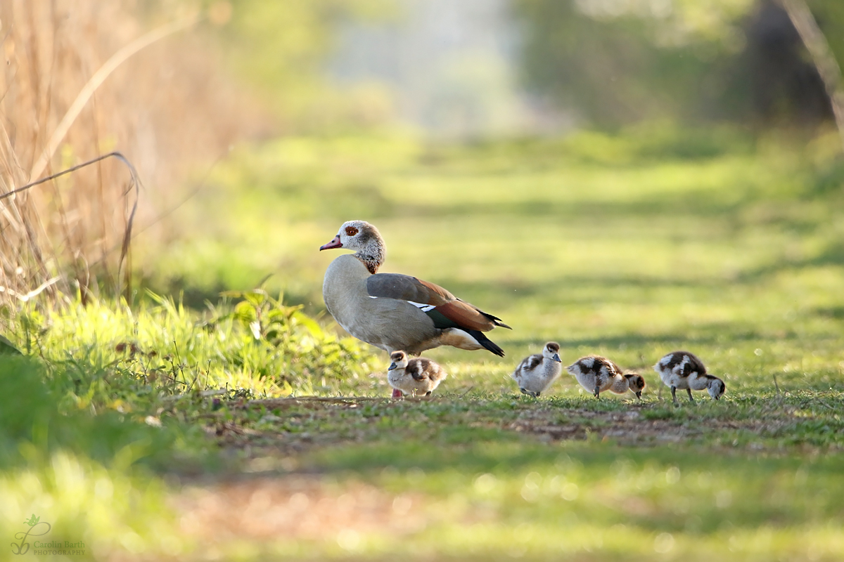 Zu Besuch bei Familie Nilgans