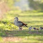 Zu Besuch bei Familie Nilgans