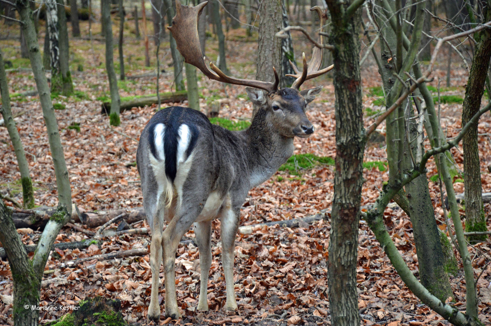 Zu Besuch bei Freunden - 1 -