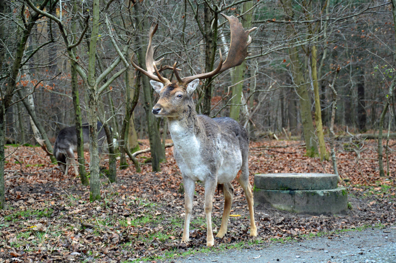 Zu Besuch bei Freunden - 2 -