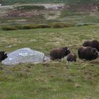 Zu Besuch bei Freunden im Dovre-Fjell in Norwegen