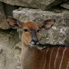 Zu Besuch bei Freunden.(FFH)