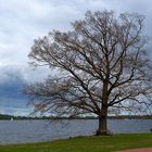 zu Besuch bei meinem Freund dem Baum