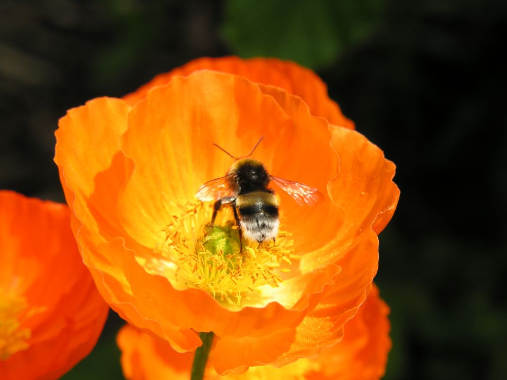 Zu Besuch bei Mohn´s .......