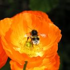 Zu Besuch bei Mohn´s .......