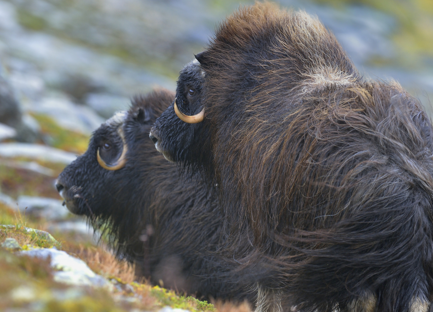 Zu Besuch bei Moschusochsen im Dovrefjell