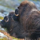 Zu Besuch bei Moschusochsen im Dovrefjell