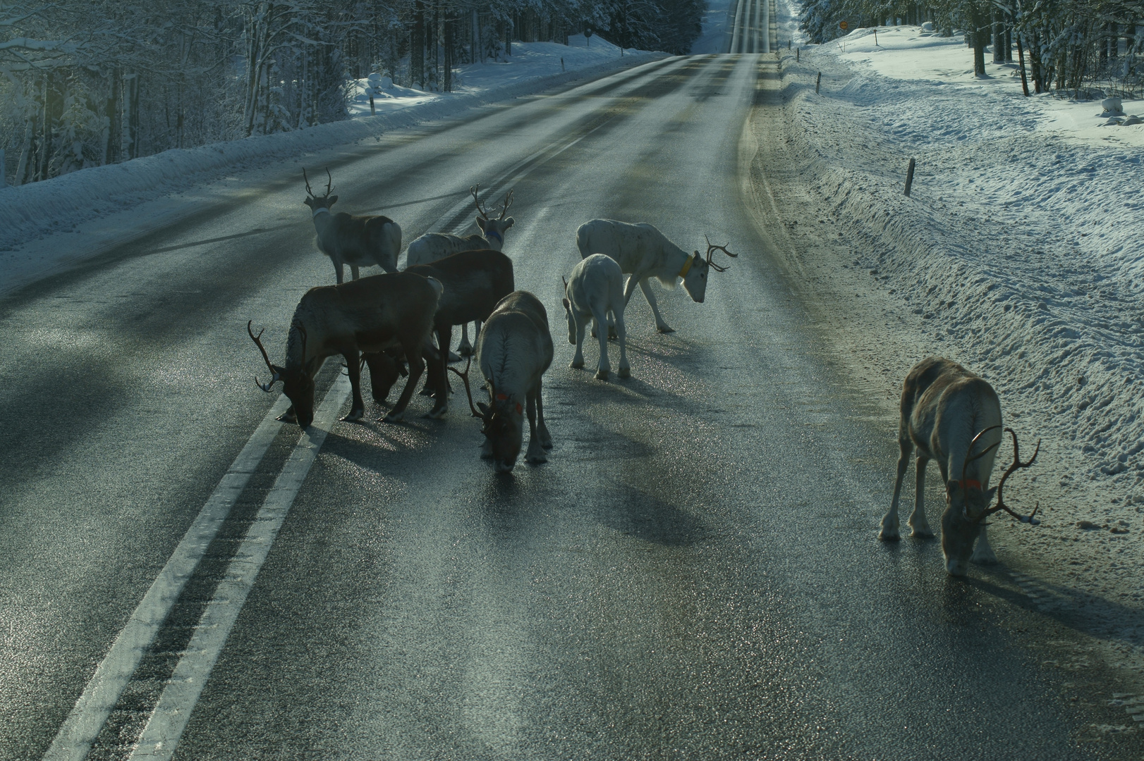 zu Besuch bei Rudolph & Co in Lappland, die zweite