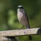 Zu Besuch bei Zorro