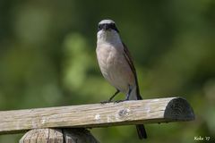 Zu Besuch bei Zorro