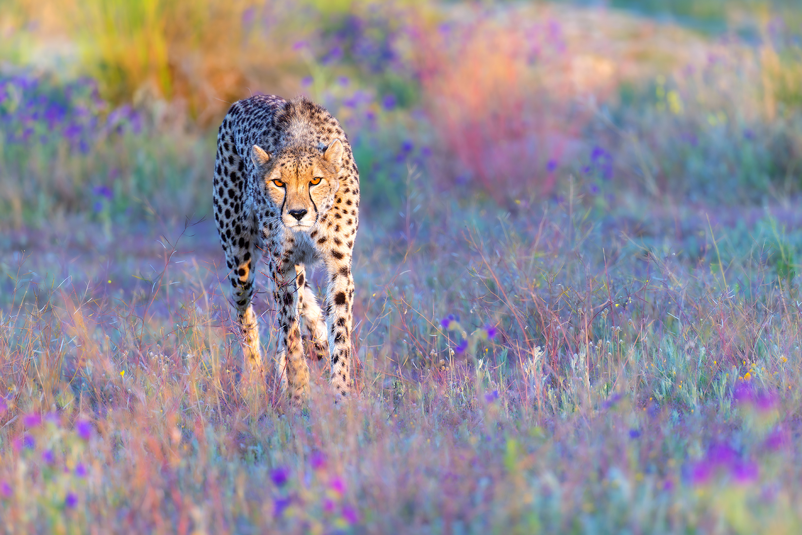 Zu Besuch beim Gepard im Morgenlicht