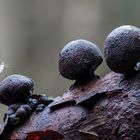 Zu Besuch beim Holzkohlenpilz