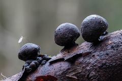 Zu Besuch beim Holzkohlenpilz