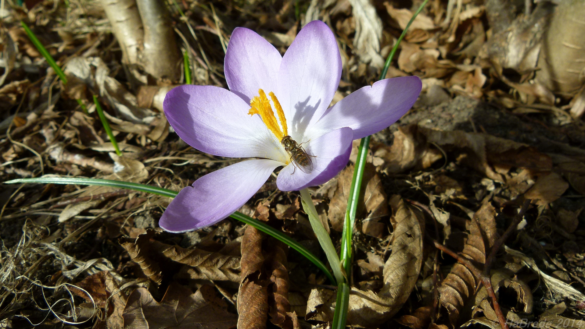 Zu Besuch beim Krokus