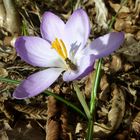 Zu Besuch beim Krokus