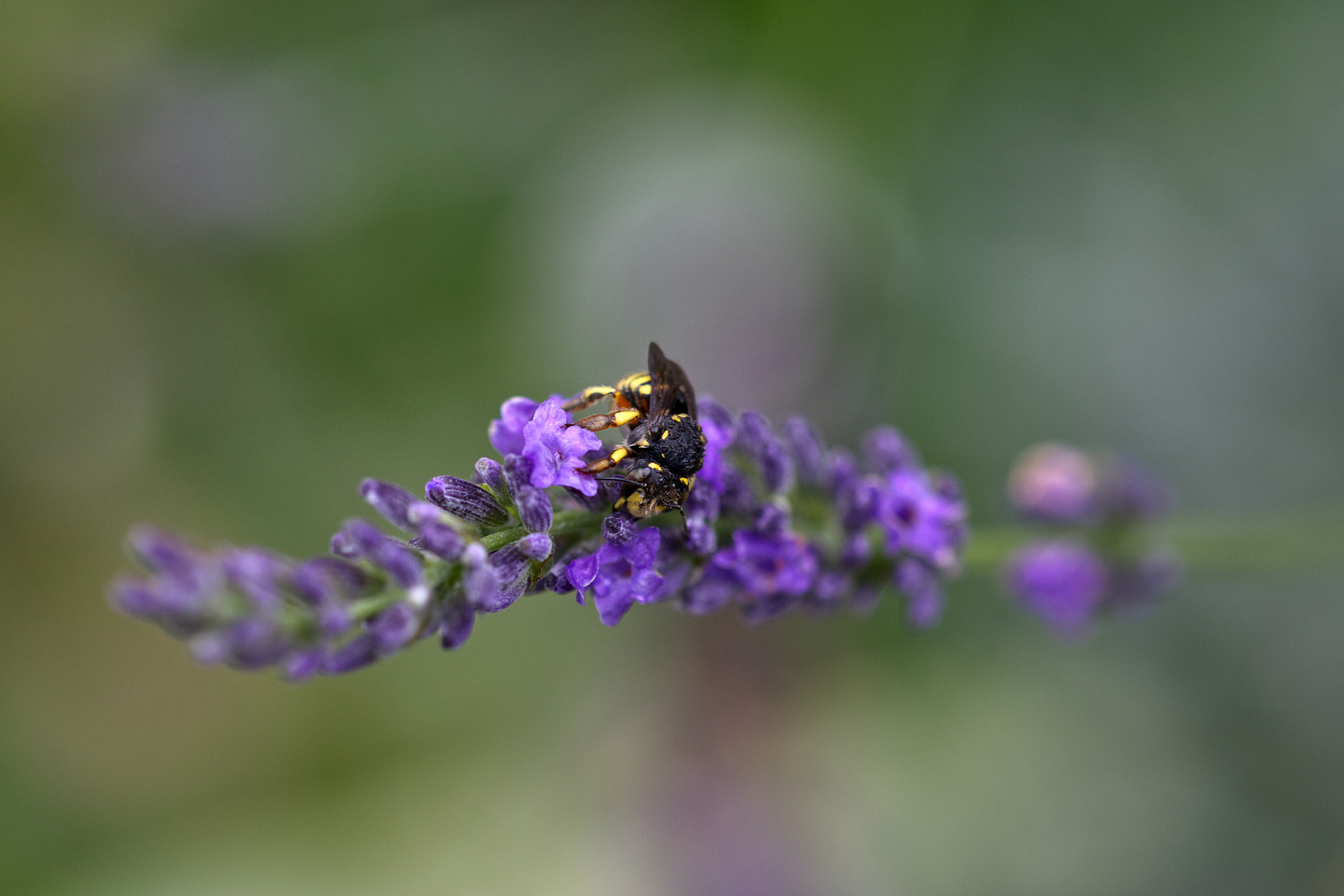 zu Besuch beim Lavendel