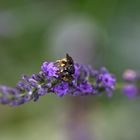 zu Besuch beim Lavendel