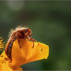 Zu Besuch beim Mittwochsblümchen