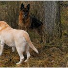 Zu Besuch beim Nachbarn (estar de visita en casa del vecino)