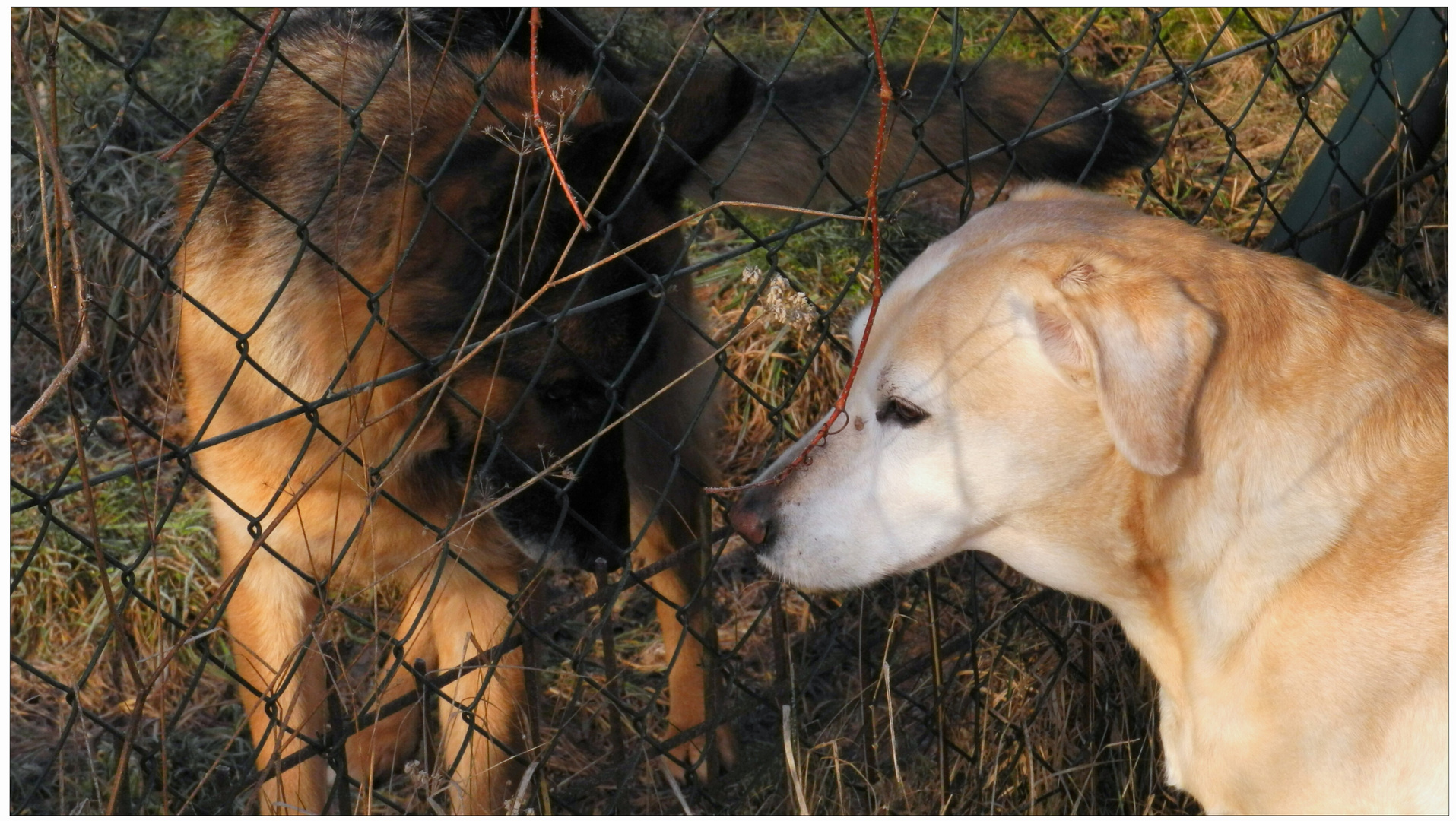 Zu Besuch beim Nachbarn (hacer una visita al perro del vecino)