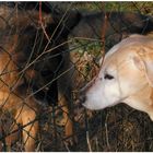 Zu Besuch beim Nachbarn (hacer una visita al perro del vecino)