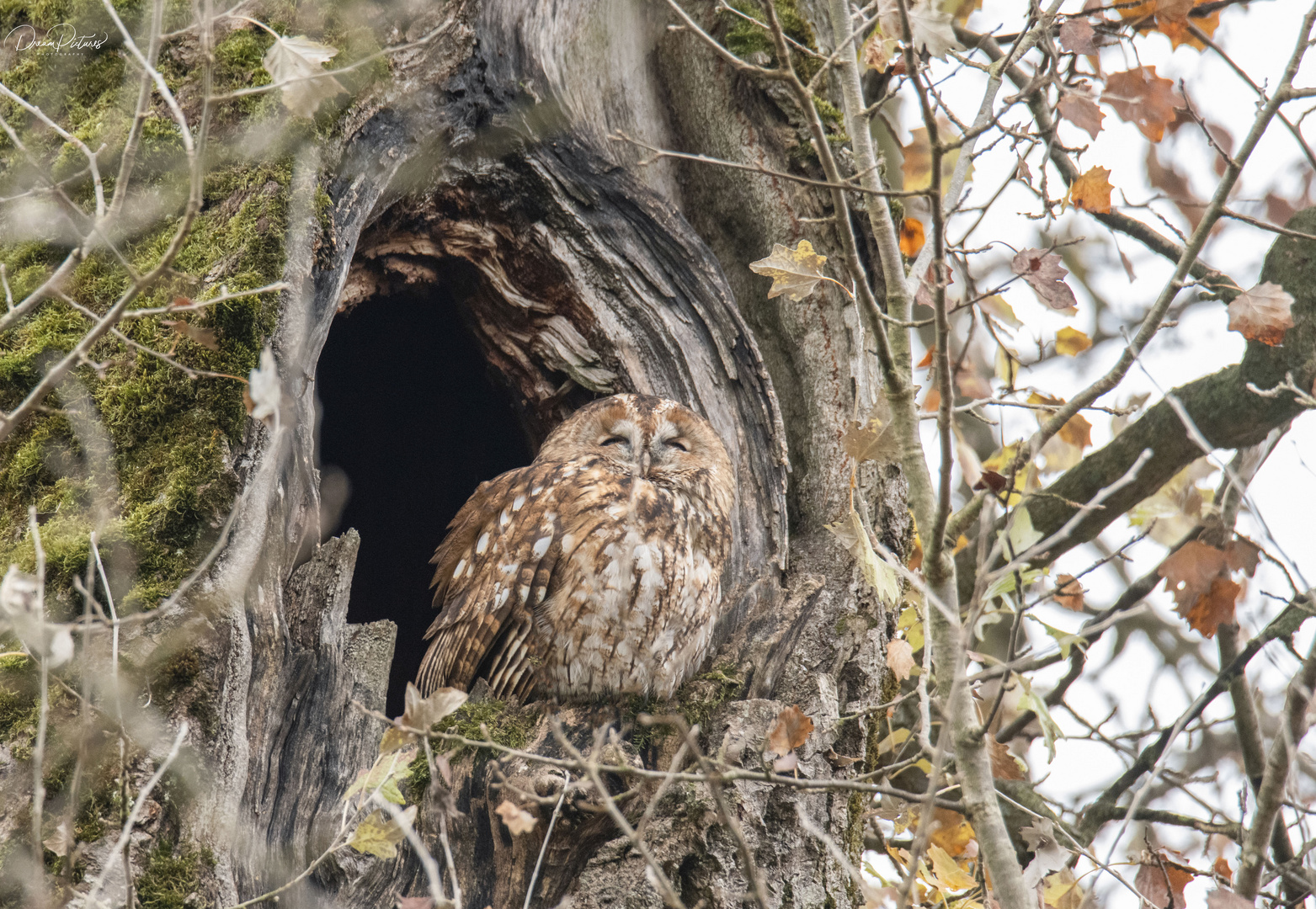 Zu Besuch beim Waldkauz