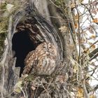 Zu Besuch beim Waldkauz