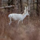 Zu Besuch beim weißen Rehbock