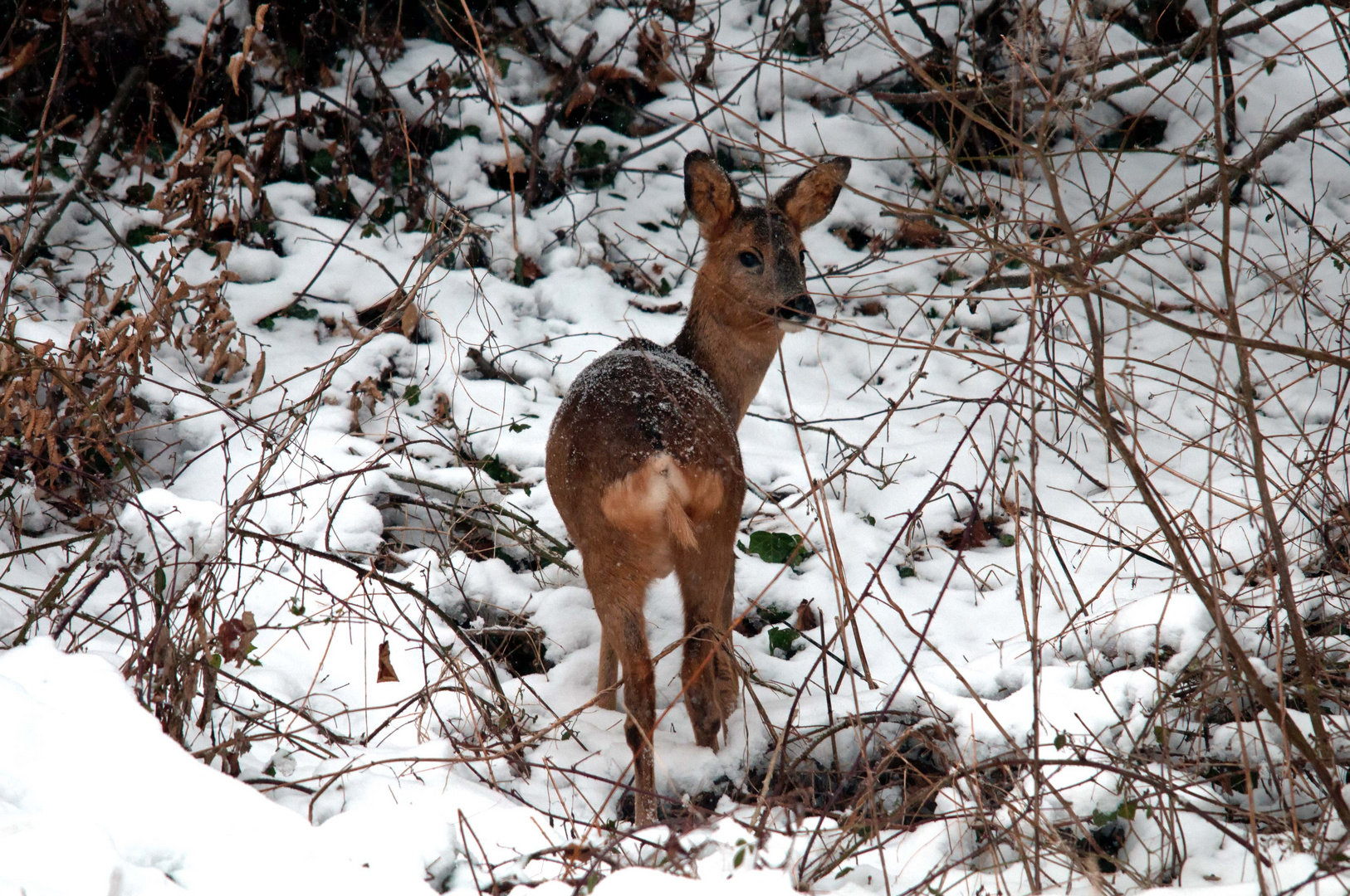 Zu Besuch ...