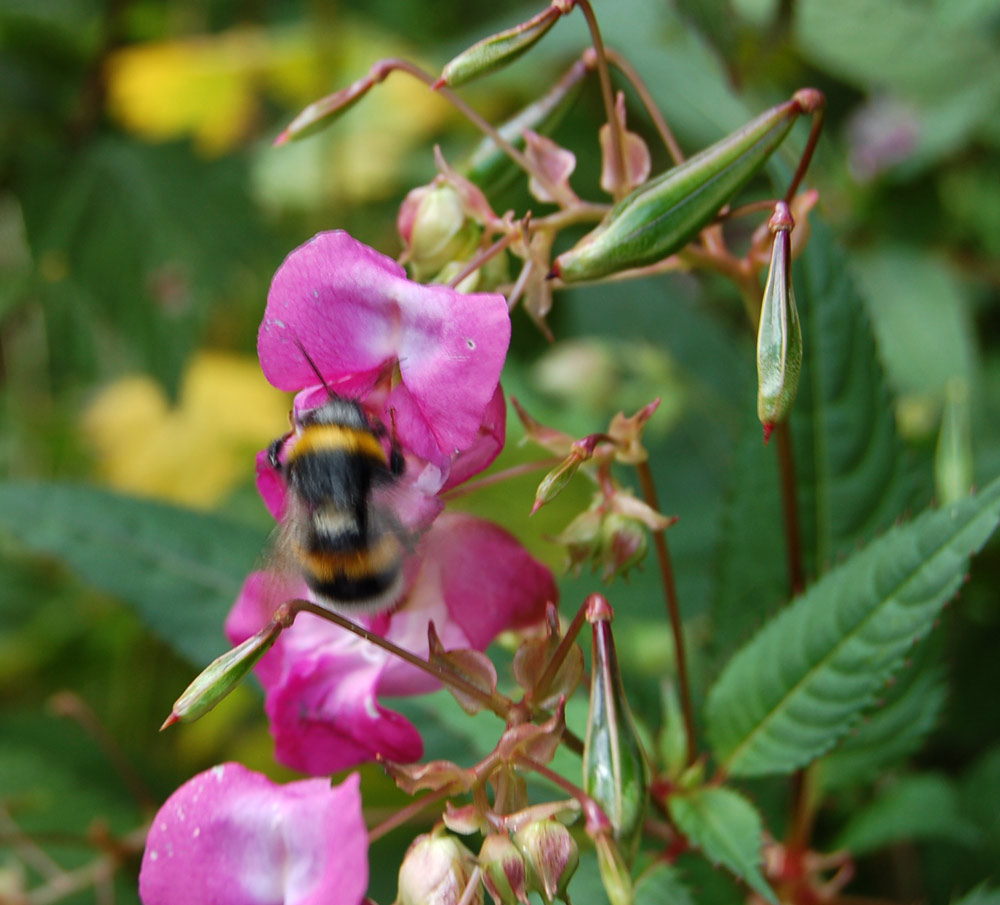 ***Zu Besuch II***