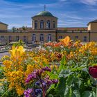 zu Besuch im Berggarten I - Hannover