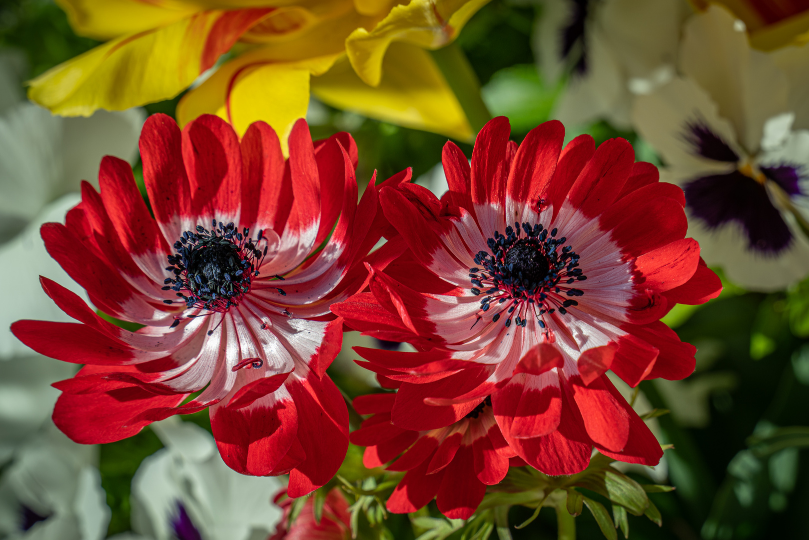 zu Besuch im Berggarten V - Hannover